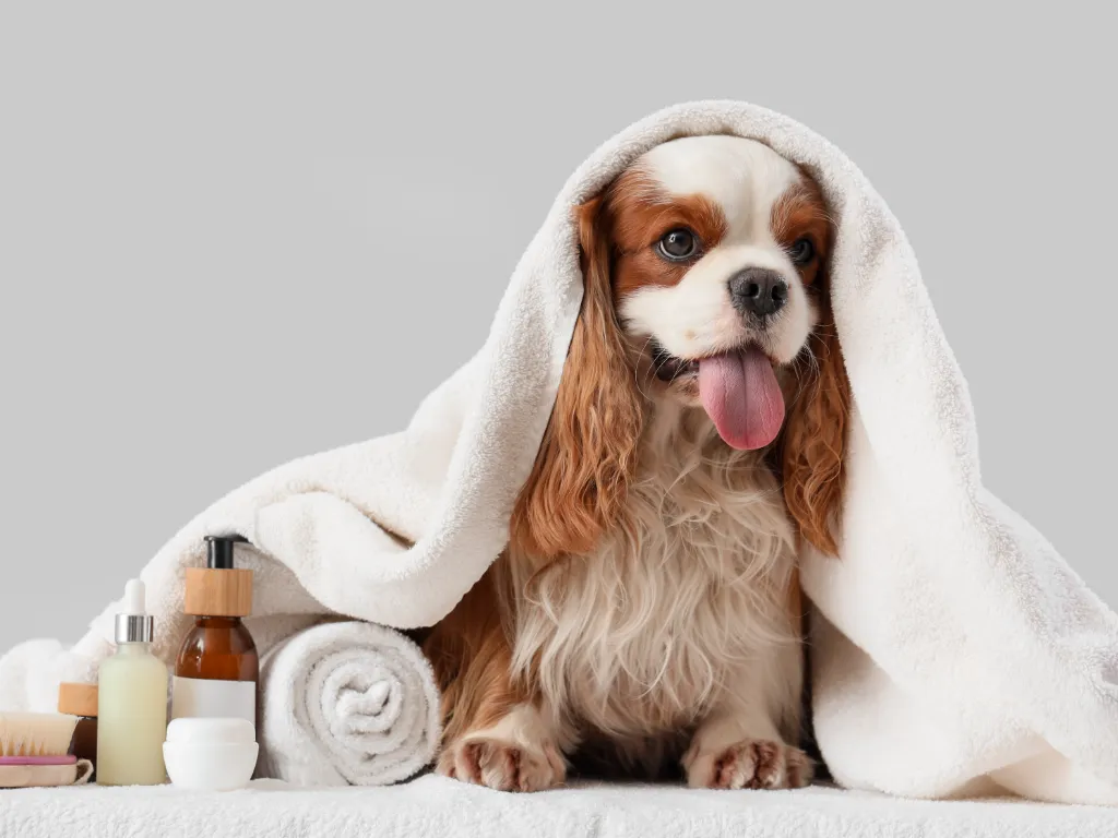 Pet Grooming Products