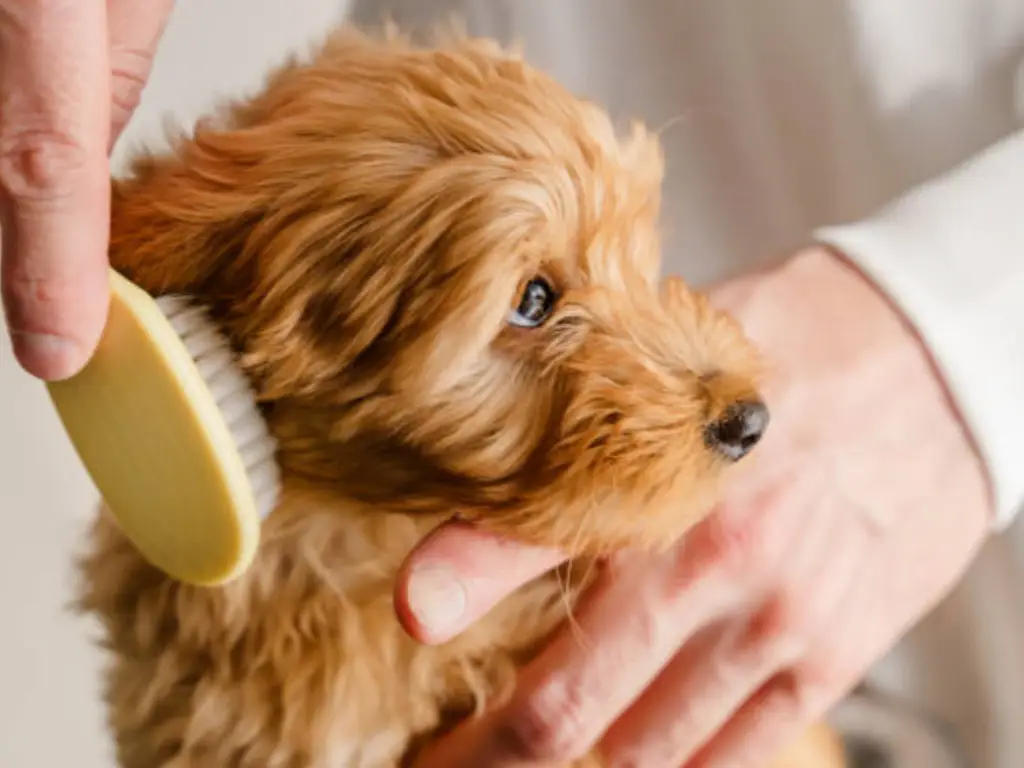 pet supplies